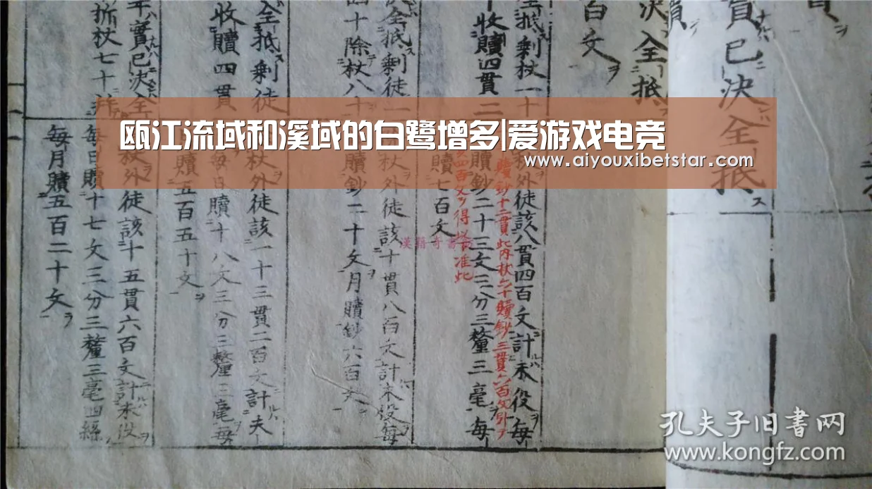 瓯江流域和溪域的白鹭增多|爱游戏电竞(图1) 爱游戏电竞
