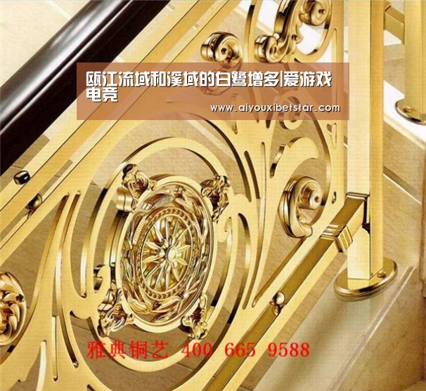 瓯江流域和溪域的白鹭增多|爱游戏电竞(图4) 爱游戏电竞